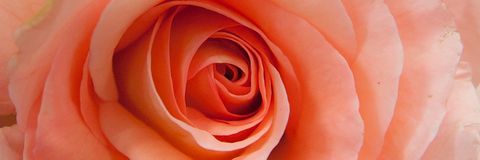 Rosenblüte