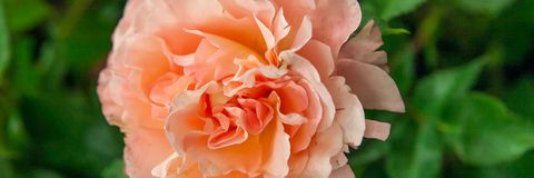 Blüte